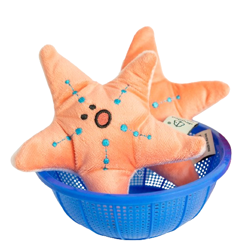 Starfish nose work toy