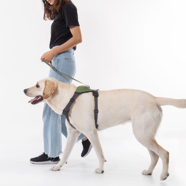 Hybrid dog harness