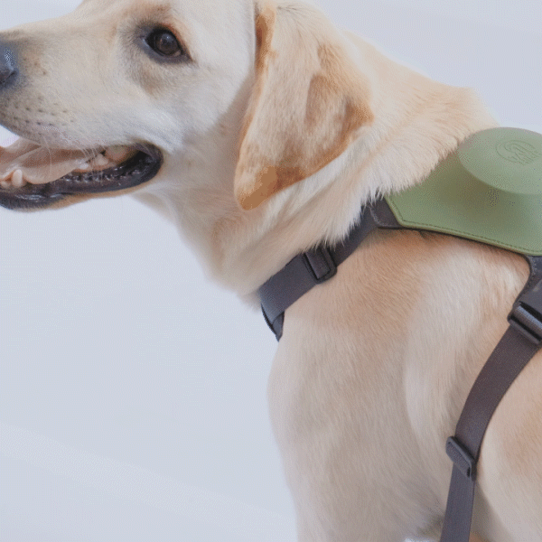 Hybrid dog harness